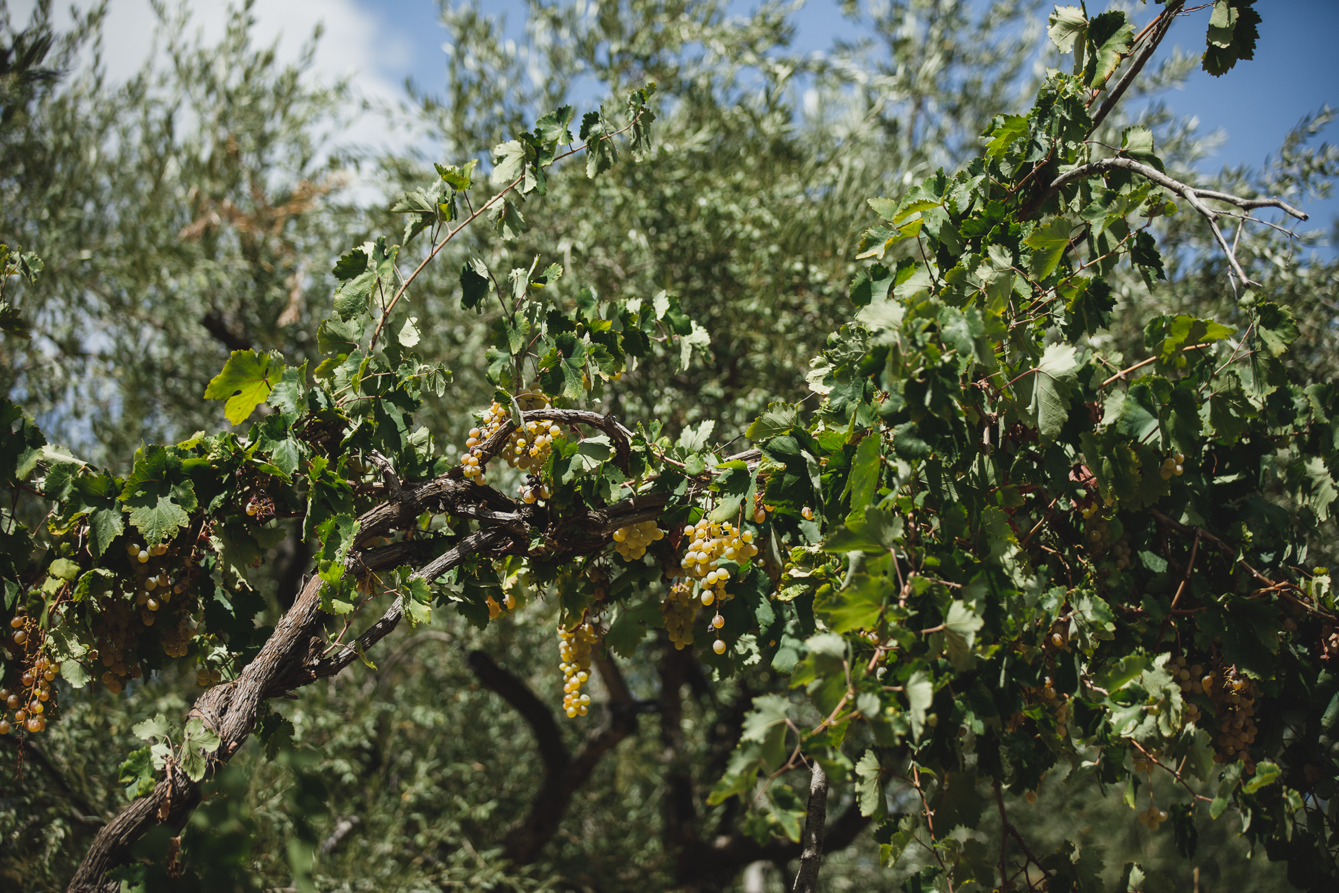 Merweh: From Our Mountains to the Mediterranean.